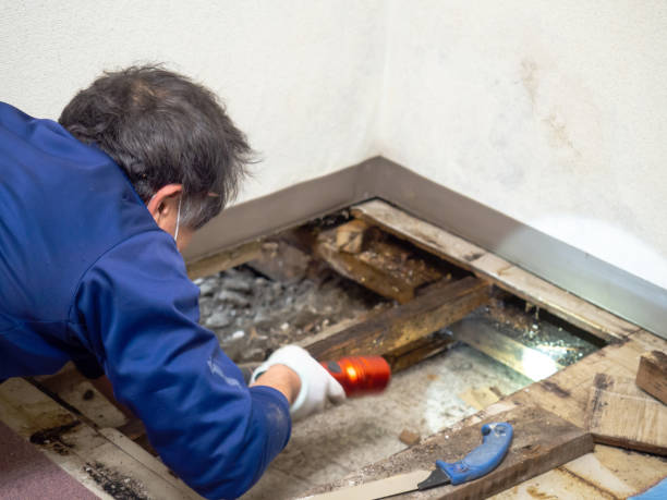 Best Same-Day Mold Removal  in Lithonia, GA