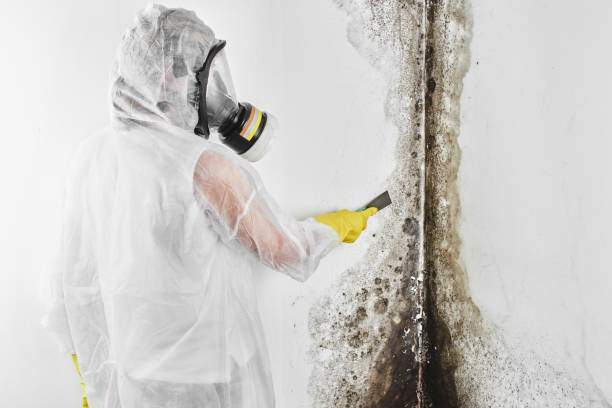 Mold Removal and Inspection in Lithonia, GA