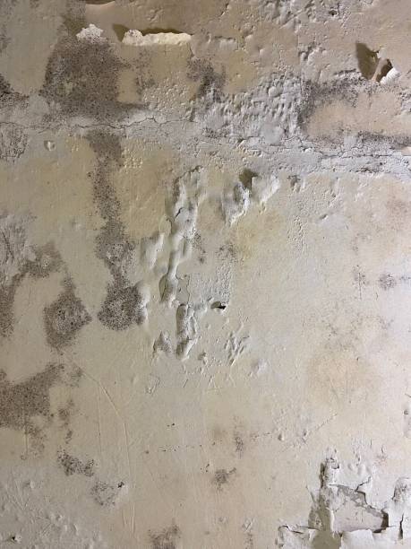 Best Local Mold Removal Service  in Lithonia, GA