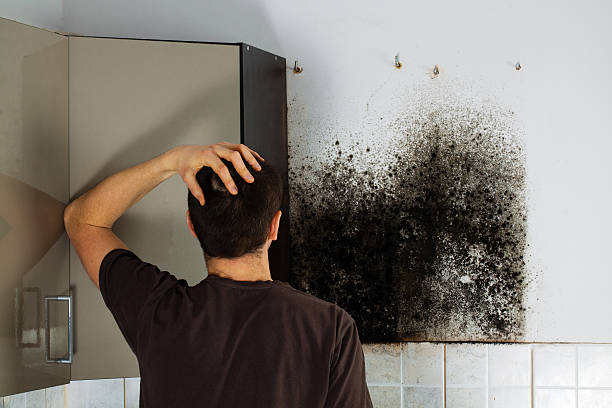 Best Toxic Mold Removal  in Lithonia, GA