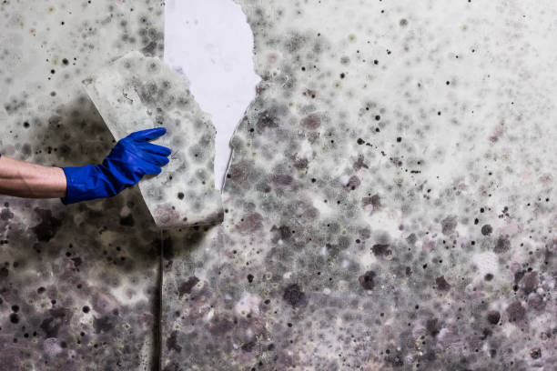 Best Emergency Mold Removal  in Lithonia, GA