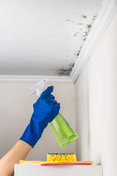 Best Professional Mold Removal  in Lithonia, GA